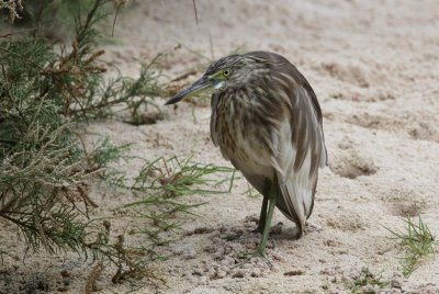 Indian Pond-Heron (Rishger) Ardeola grayii