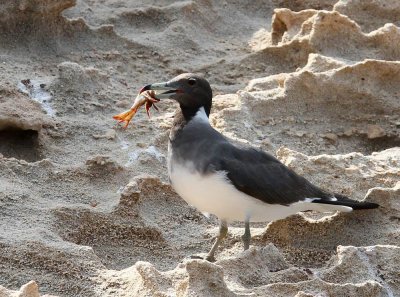 Sooty Gull (Sotms) Larus hemprichii