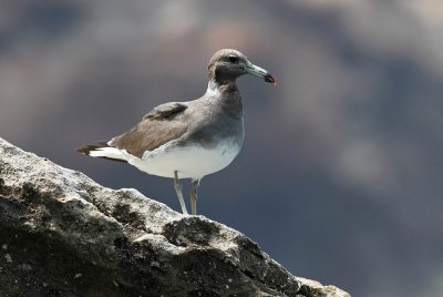 Sooty Gull (Sotms) Larus hemprichii