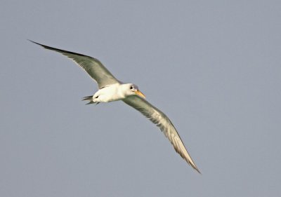 Great Crested Tern (Tofstrna) Sterna bergii