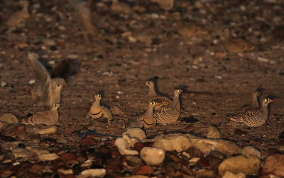 Lichtenstein´s Sandgrouse (Strimmig flyghöna) Pterocles lichtensteinii