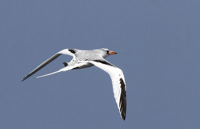 Red-billed Tropicbird (Rdnbbad tropikfgel) Phaethon aethereus