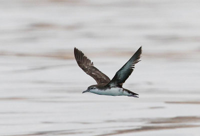 Persian Shearwater (Persisk lira) Puffinus persicus