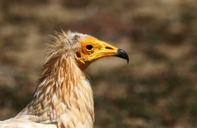 Egyptian Vulture (Smutsgam) Neophron percnopterus