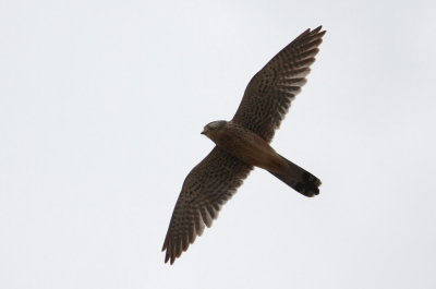 Common Kestrel (Tornfalk) Falco tinnunculus