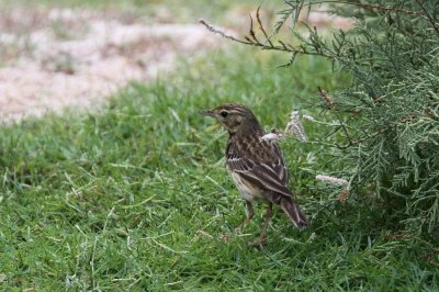 Tree Pipit (Trädpiplärka) Anthus trivialis