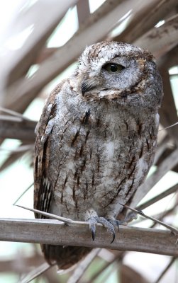 SocotraScops Owl (Sokotradvrguv) Otus sunia/socotranus