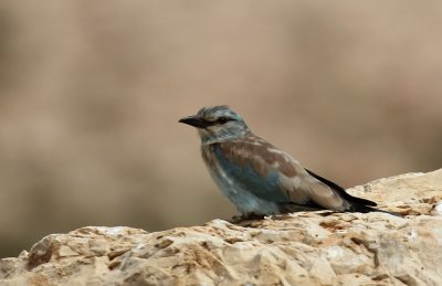 European Roller (Blåkråka) Coracias garrulus
