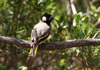 Socotra Golden-winged Grosbeak ( Guldvingad fink) Rhynchostruthus socotranus