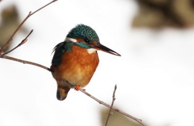 Common Kingfisher (Kungsfiskare) Alcedo atthis