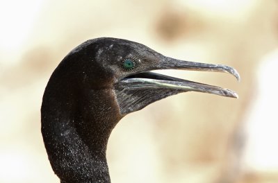 Socotra Cormorant (Sokotraskarv) Phalacrocorax nigrogularis