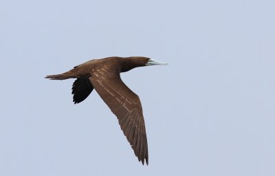 Brown Booby (Brun sula) Sula leucogaster