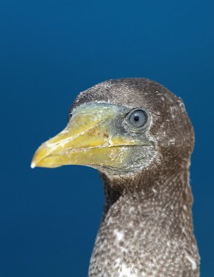 Brown Booby (Brun sula) Sula leucogaster