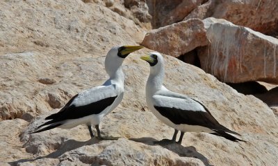 Masked  Booby (Masksula) Sula dactylatra