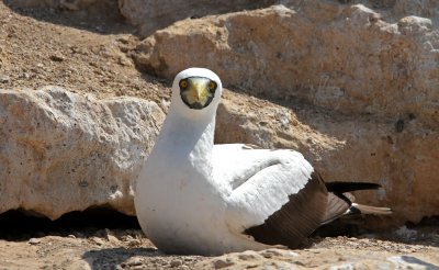 Masked  Booby (Masksula) Sula dactylatra