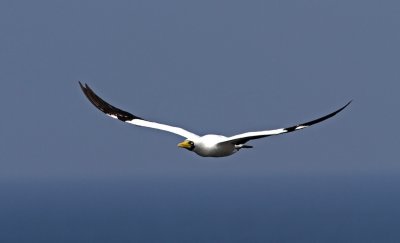 Masked  Booby (Masksula) Sula dactylatra