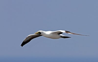 Masked  Booby (Masksula) Sula dactylatra