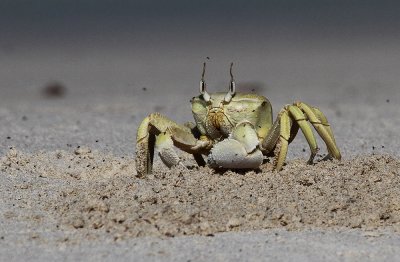 Crab digging in the sand