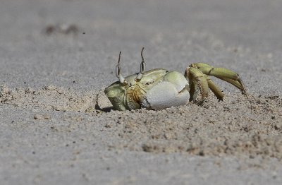 Crab on land