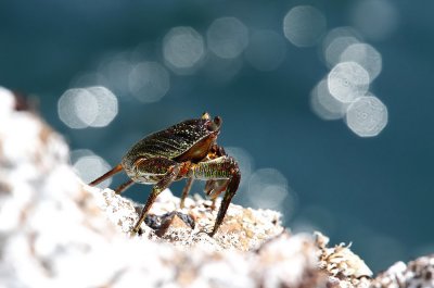 Crab sp