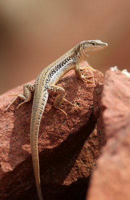 Mesalina balfouri,  a lizzard endemic to Socotra