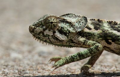  Socotran chameleon (Chamaeleo monachus)