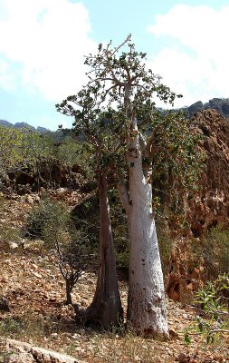 Cucumber tree and Desert Rose side by side