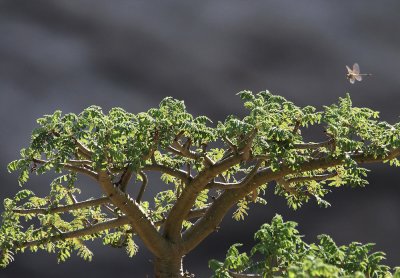 Frankincense Tree  (Boswellia sacra): and Dragonfly sp