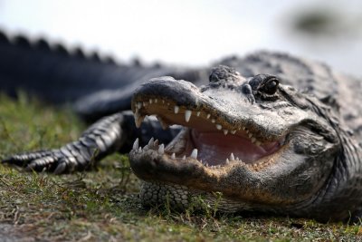 Alligator close up