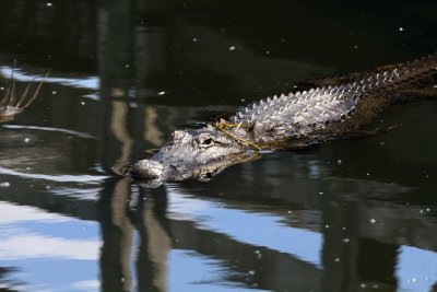 Alligator