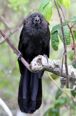 Smooth-billed Ani (Crotophaga ani)