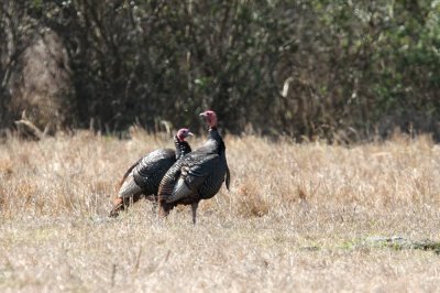 Wild Turkey (Vild kalkon) Meleagris gallopavo