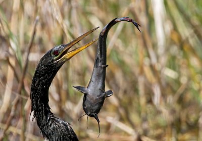 Anhinga (Anhinga anhinga)