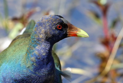 Purple Gallinule (Porphyrio martinica)