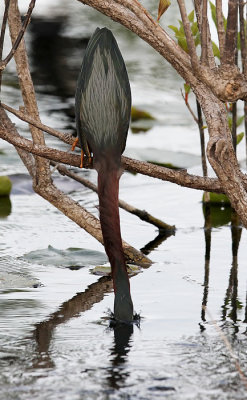 Green Heron (Butorides virescens)