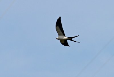 American Swallow-tailed Kite (Svalstjrtsglada) Elanoides forficatus