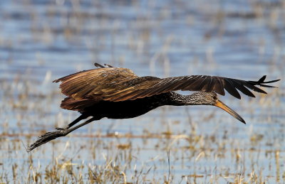 Limpkin (Ralltrana) Aranus guarauna