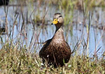 Mottled Duck (Flckand) Anas fulvigula