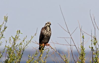 Snail Kite (Snckglada) Rostrhamus sociabilis