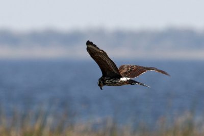 Snail Kite (Snckglada) Rostrhamus sociabilis