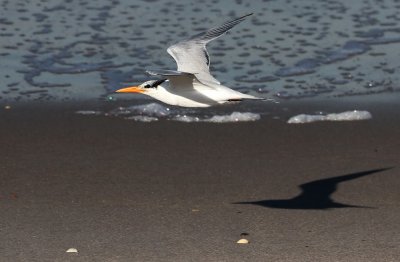 Royal Tern (Kungstrna) Sterna maxima