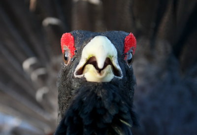 Western Capercaillie (Tjder) Tetrao urogallus