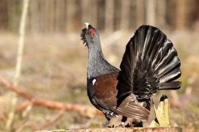 Western Capercaillie (Tjder) Tetrao urogallus