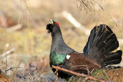 Western Capercaillie (Tjder) Tetrao urogallus