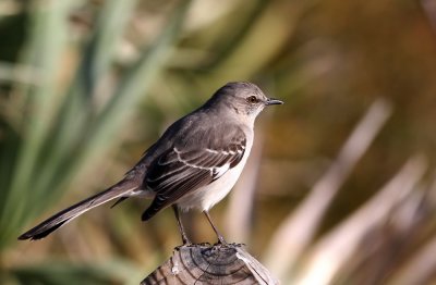 Northern Mockingbird (Nordlig hrmtrast) Mimus polyglottos