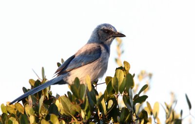 Florida Scrub-Jay (Floridaskrika) Aphelocoma coerulescens