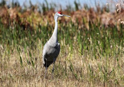 Sandhill Crane (Prrietrana) Grus canadensis