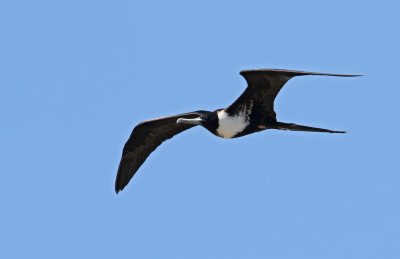 Magnificent Frigatebird (Praktfregattfgel) Fregata magnificens