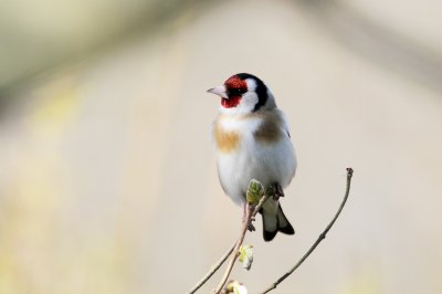 European Goldfinch (Steglits) Carduelis carduelis