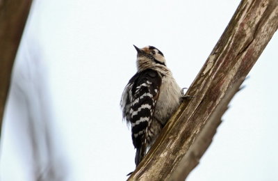 Lesser Woodpecker (Mindre hackspett) Dendrocopos minor